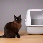 علت ادرار كردن گربه خارج از خاك