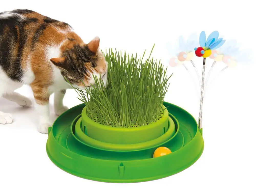 علف گربه به عنوان تشویقی