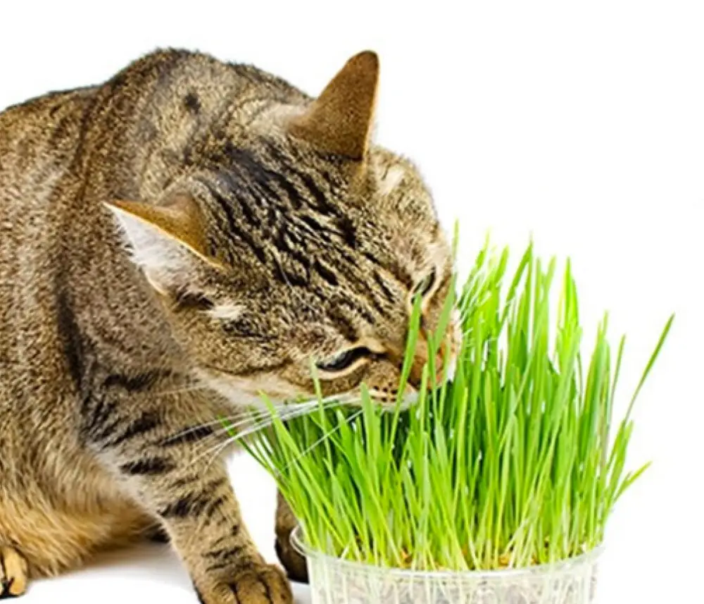 خواص علف گربه 