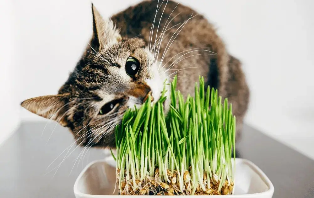 علف گربه چیست 