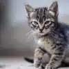 چگونه مشکلات معده گربه را برطرف کنم؟!