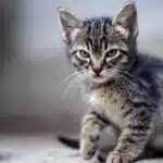 درمان التهاب معده در گربه + درمان خانگی دل درد گربه