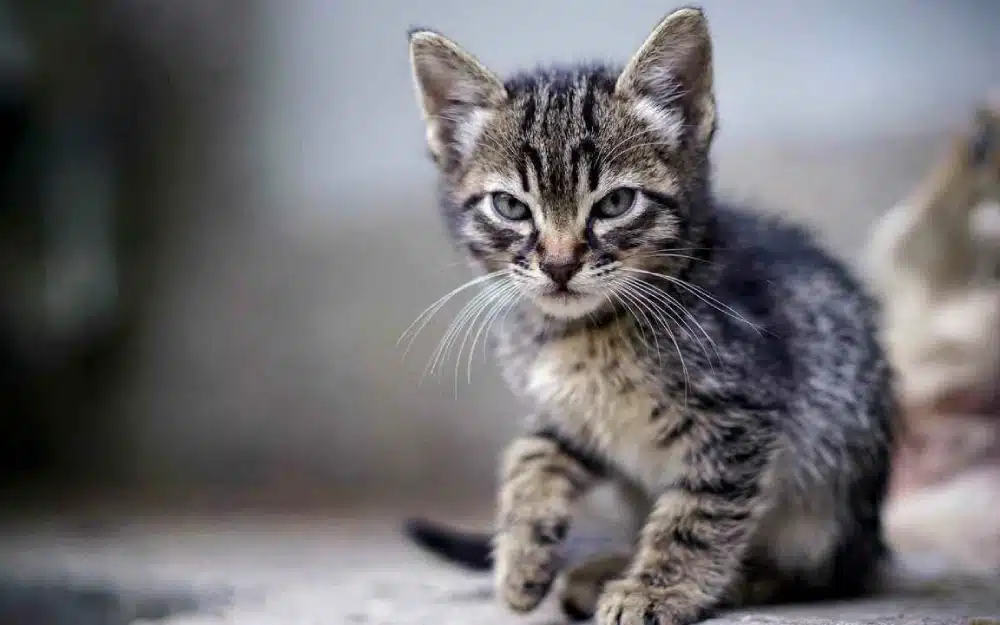 چگونه مشکلات معده گربه را برطرف کنم؟!