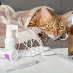 مسمومیت گربه + درمان مسمومیت گربه با ماست