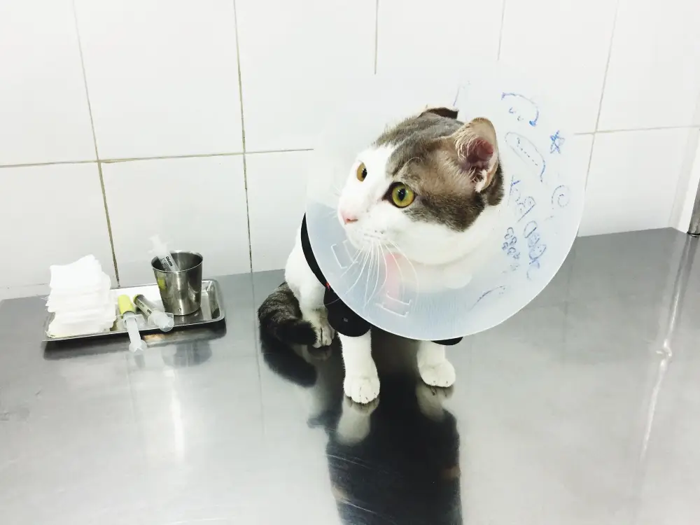 درمان مسمومیت گربه با ماست