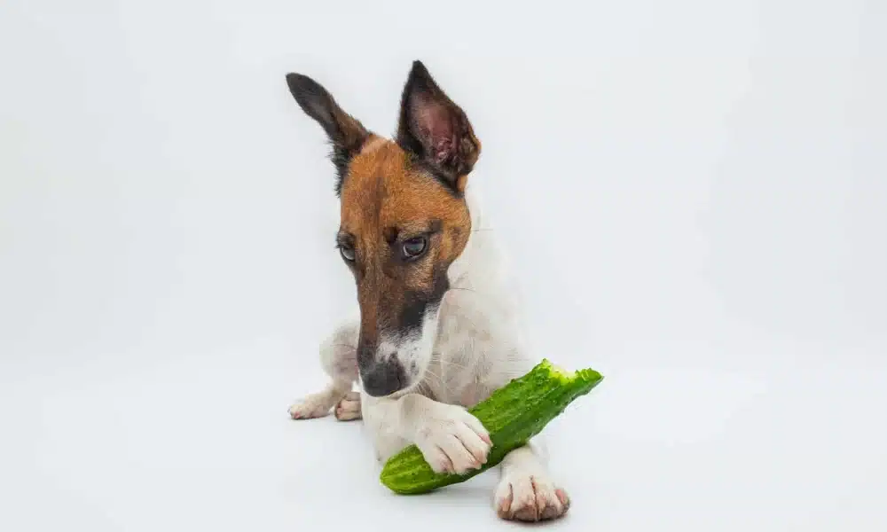 خیار برای سگ خوبه