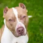 بریدن گوش سگ + علت بریدن گوش سگ