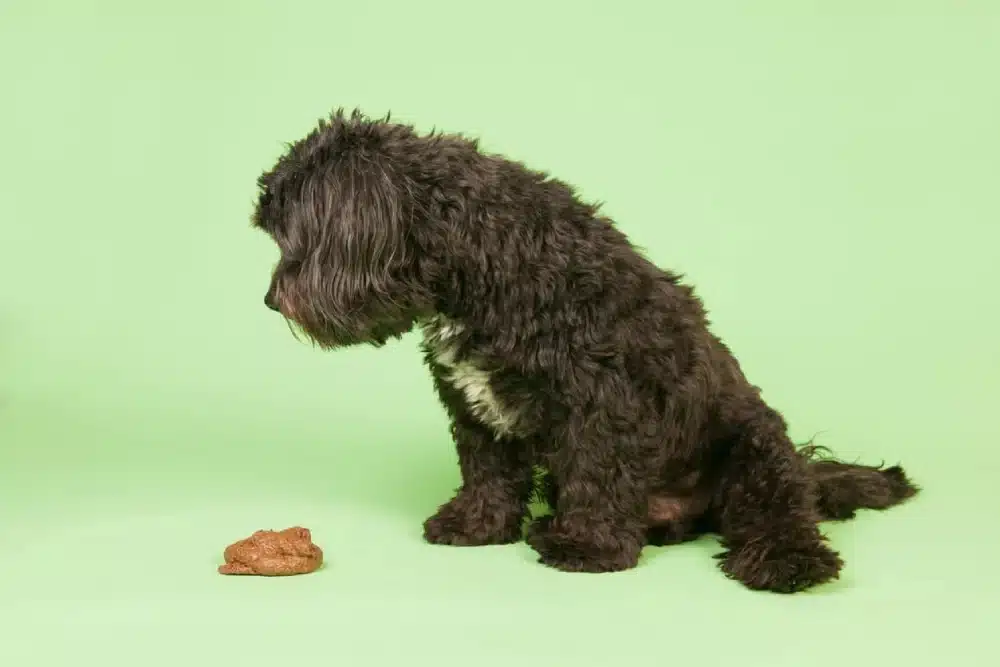 درمان مدفوع خواری توله سگ