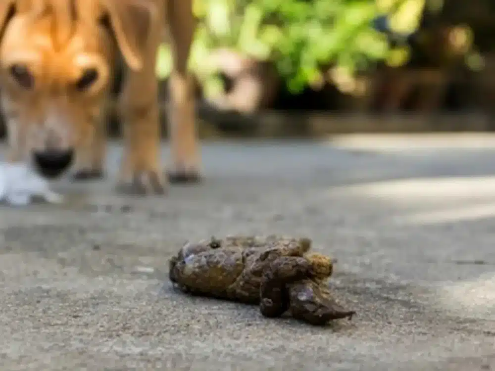 درمان مدفوع خواری سگ