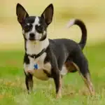 غذای سگ شیواوا + بهترین برندهای غذای سگ شیواوا