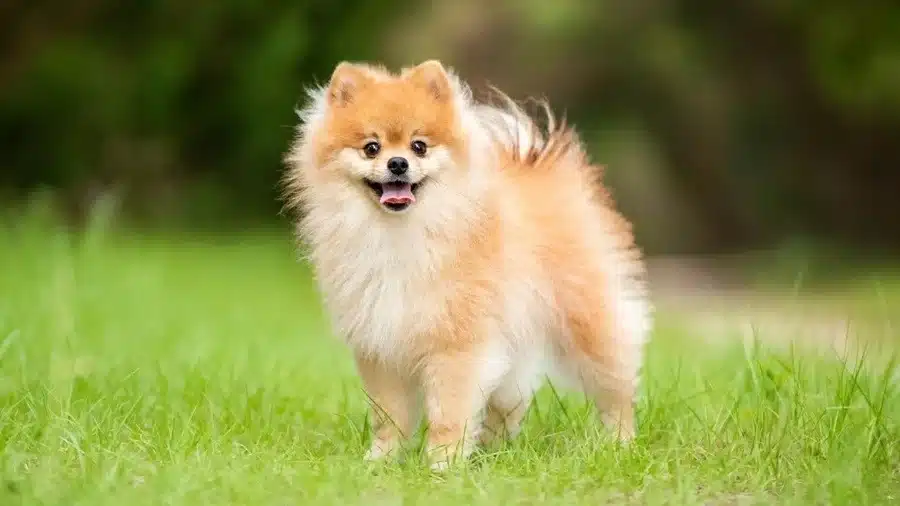 سگ پامرانین