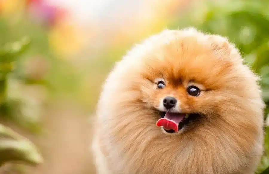 مقدار غذای توله سگ پامرانین