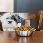 غذای سگ شیتزو + غذاهای ممنوعه برای سگ شیتزو چیست؟