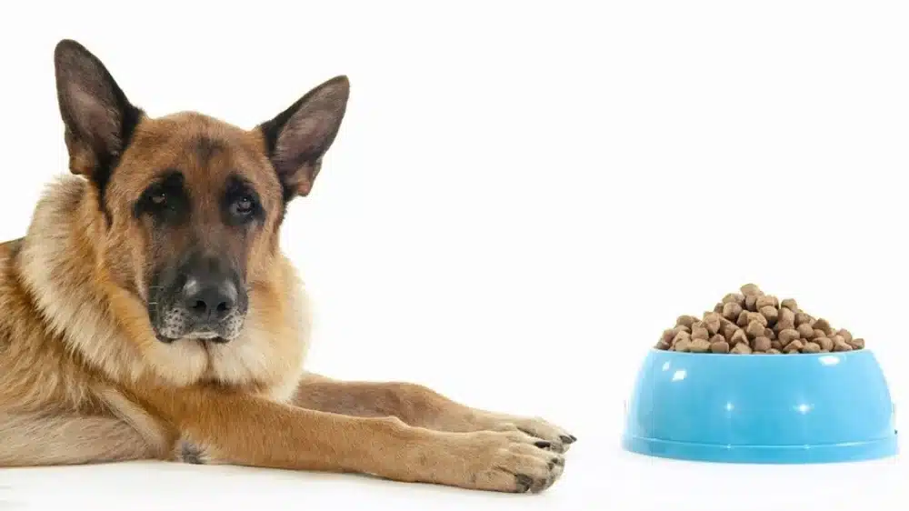 بهترین غذای خشک برای سگ ژرمن