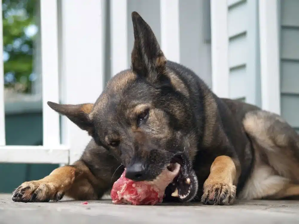 غذاهای ممنوعه برای سگ ژرمن