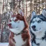 غذای سگ هاسکی + طرز تهیه غذای سگ هاسکی