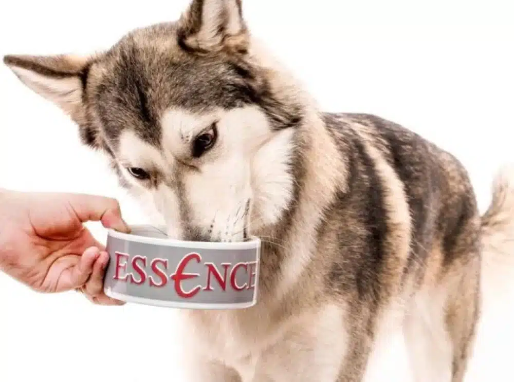 غذای سگ های مسن هاسکی