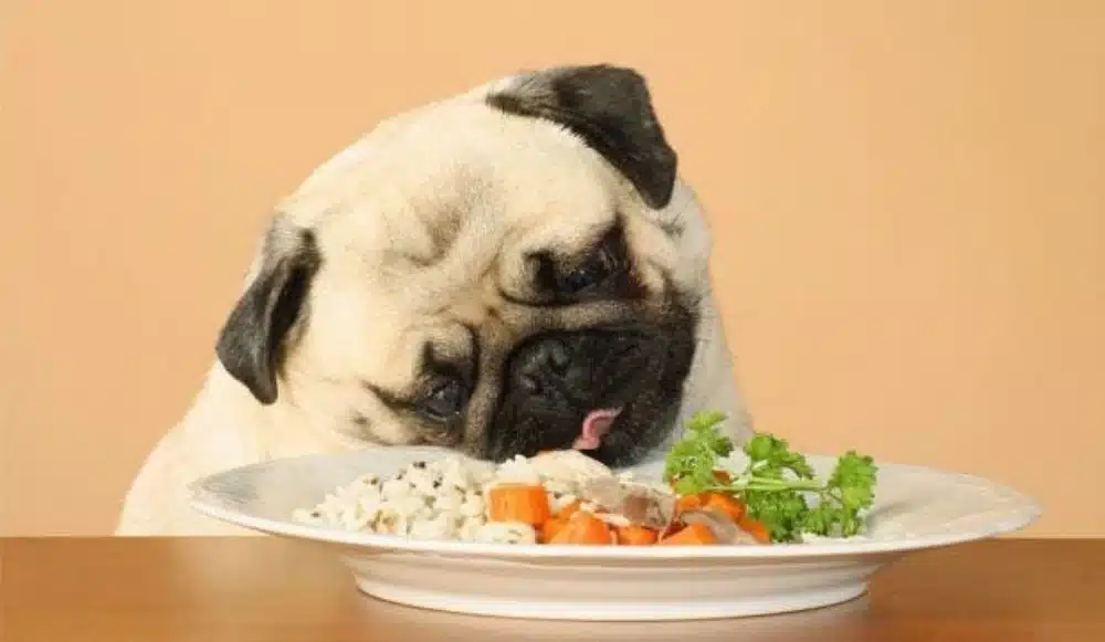 غذاهای مفید برای سگ