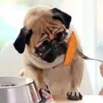 غذاهای ممنوعه برای سگ