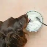 ماست پروبیوتیک برای سگ