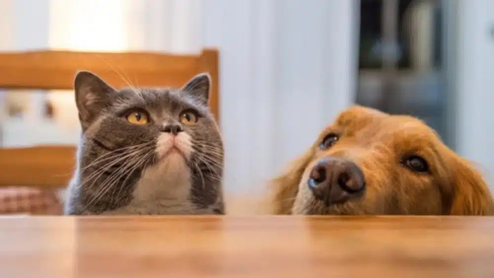 تفاوت غذای سگ و گربه 