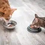 فرق غذای خشک سگ و گربه + غذاهای مشترک سگ و گربه