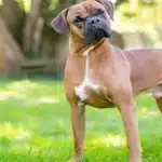 غذای سگ نگهبان + تعداد وعده غذایی برای سگ نگهبان