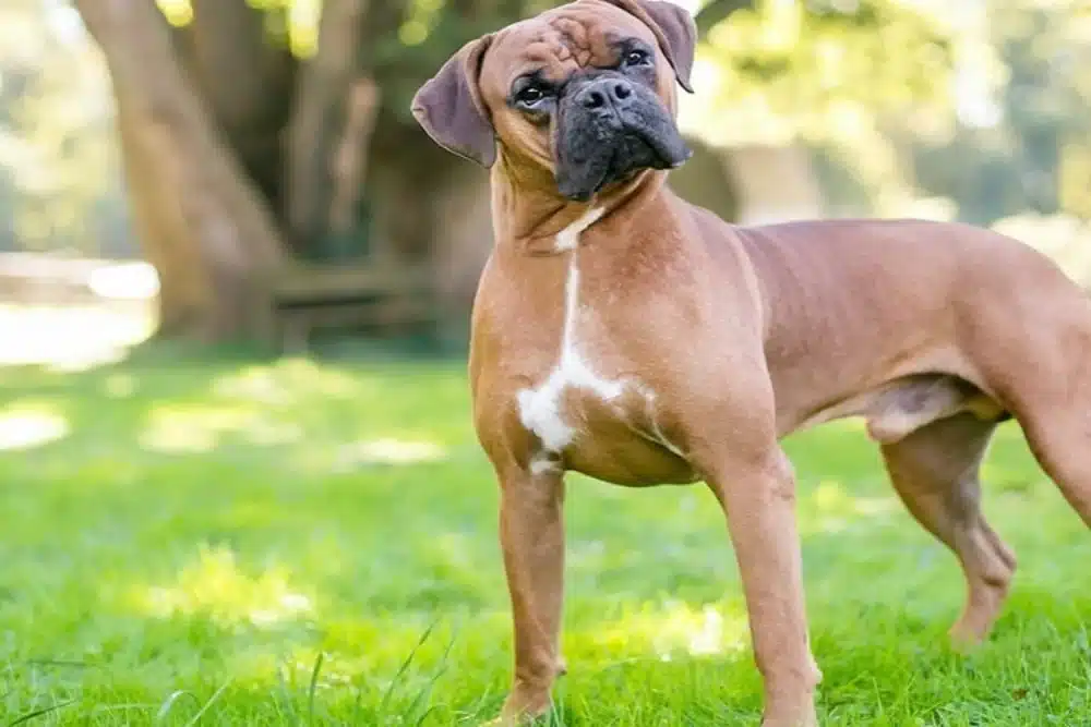 غذای سگ نگهبان