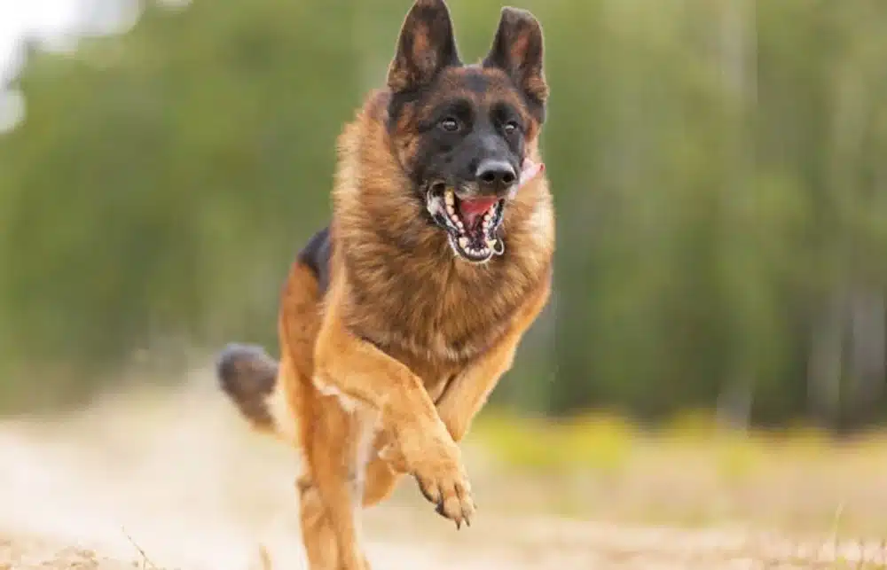 بهترین غذای سگ نگهبان 