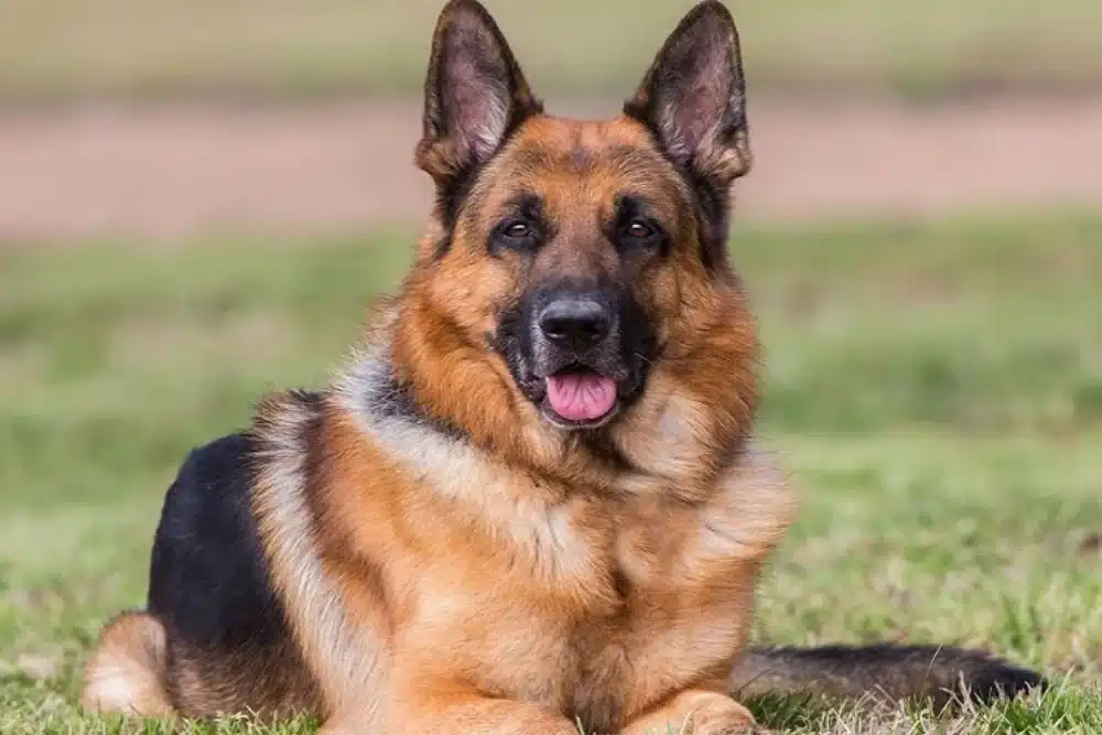 غذای خشک سگ نگهبان