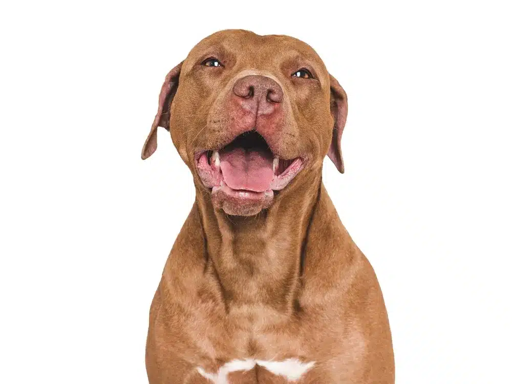 مشکلات رایج سلامتی در سگ پیت بول