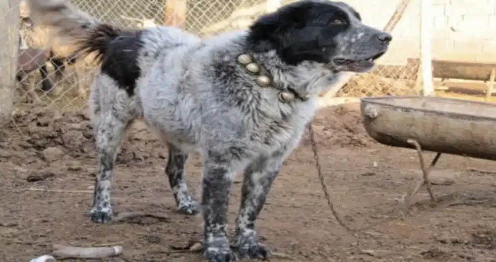 غذای خانگی مناسب برای درشت شدن سگ قدرجونی