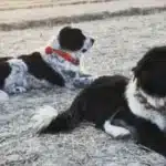 بهترین غذا برای درشت شدن سگ قدر جونی