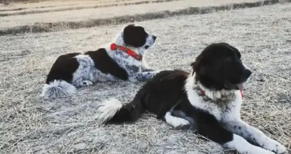 بهترین غذا برای درشت شدن سگ قدر جونی