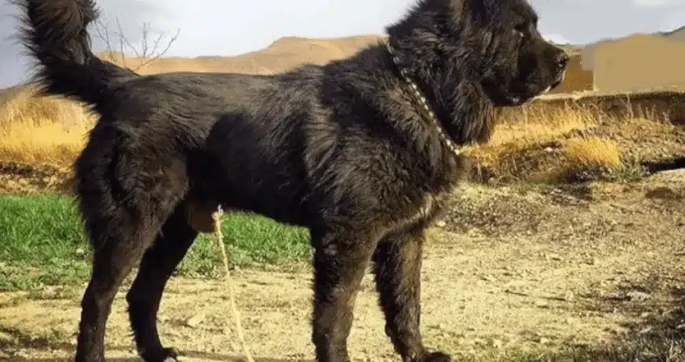 چربی ها: سوخت اصلی بدن سگ