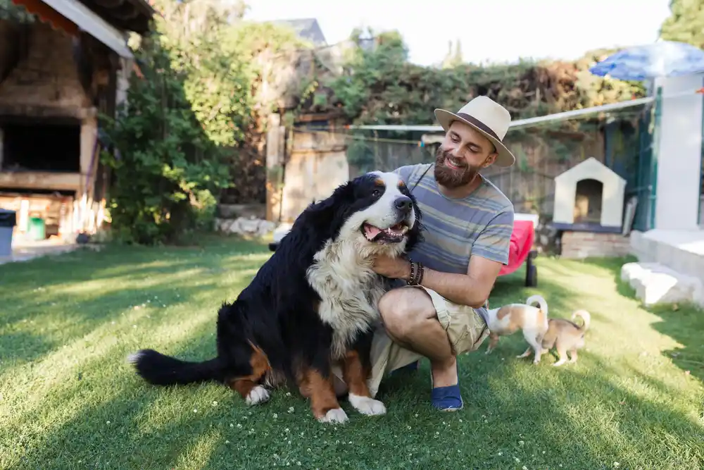 رژیم غذایی مناسب برای سگهای جوان