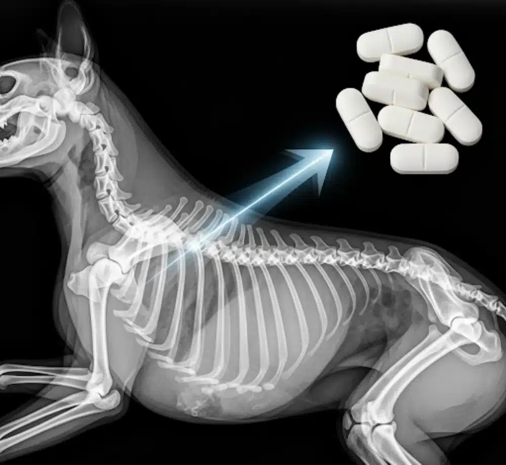 تاثیر کلسیم بر استخوان سگ