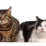 نشانه های بلوغ در گربه های نر و ماده