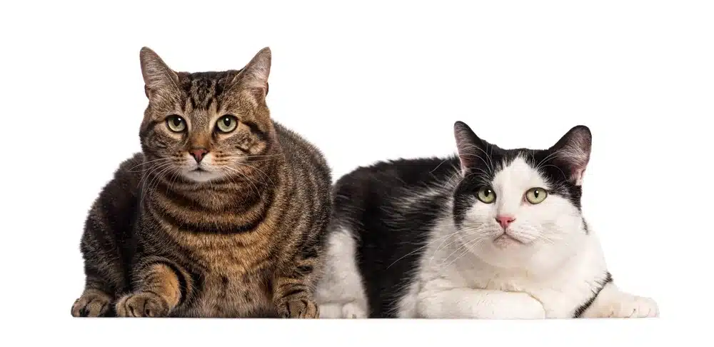 نشانه های بلوغ در گربه های نر وماده