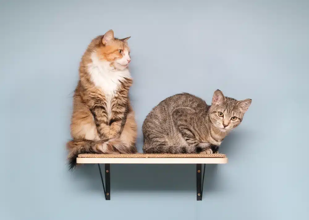 بررسی مراحل رشد گربهها