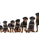 بهترین غذا برای درشت شدن سگ + معرفی تغذیه و مکمل‌ها