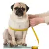 چگونه سگ خود را چاق کنیم ؟