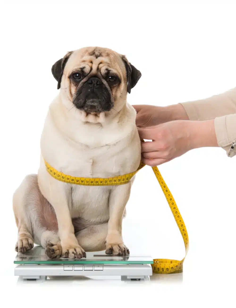 چگونه سگ خود را چاق کنیم ؟