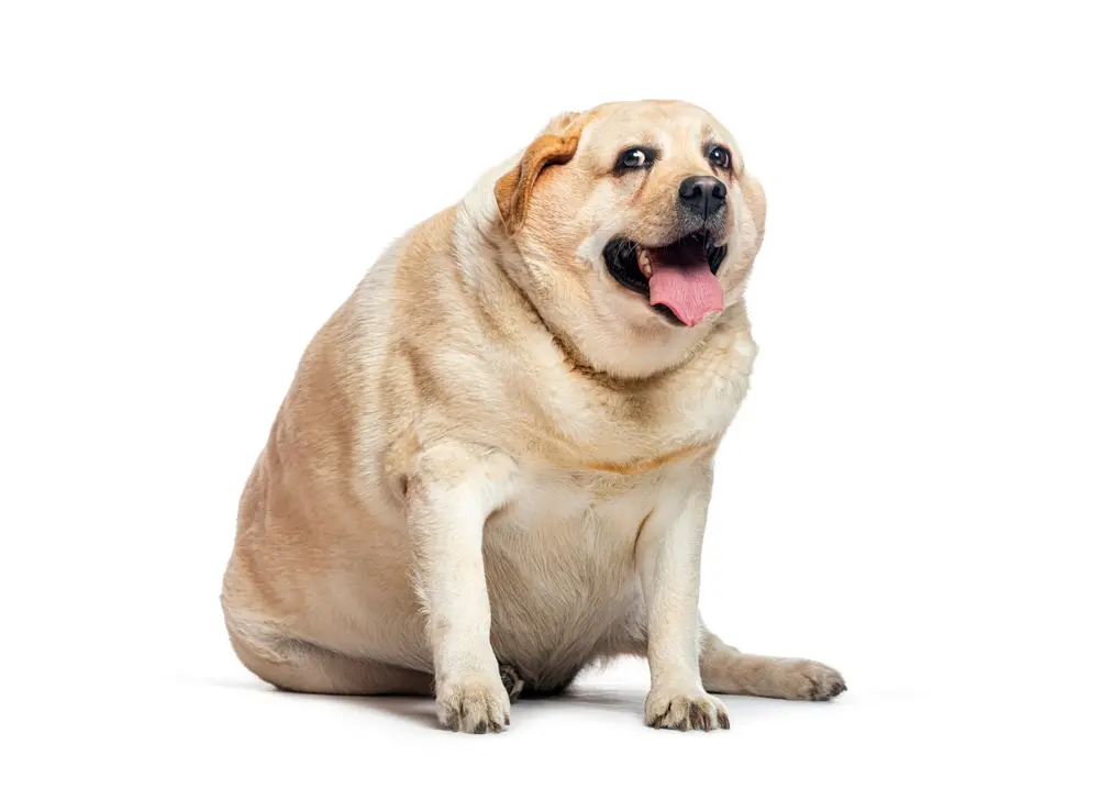 مکمل های کمک کننده به افزایش وزن