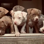 غذای توله سگ پیتبول + معرفی بهترین غذای خشک سگ پیت بول