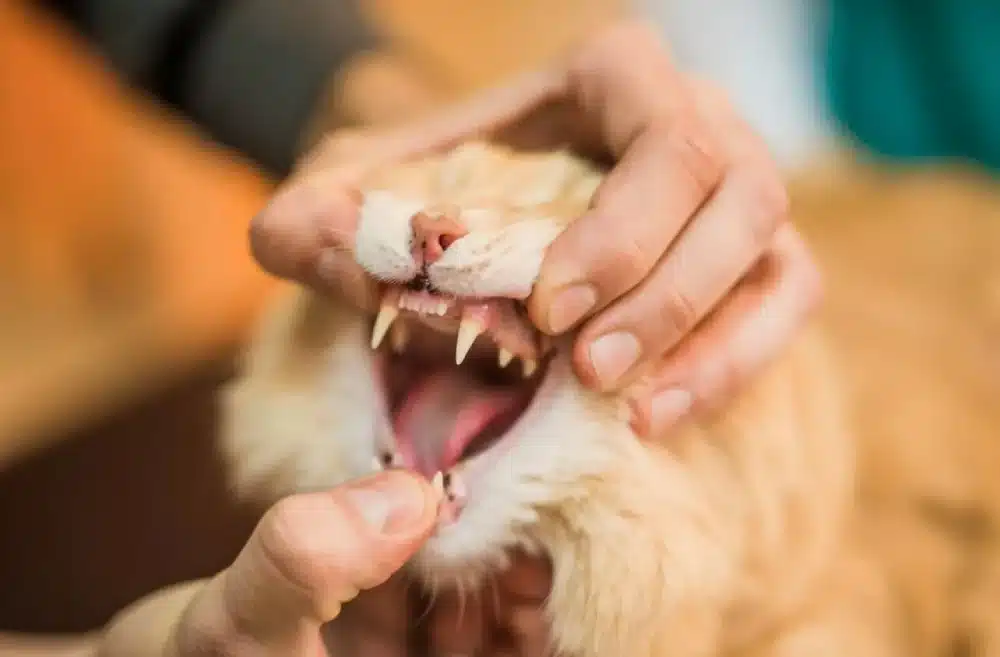 برای عفونت دندان گربه چه باید کرد