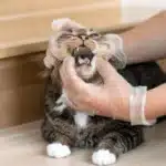 عفونت دندان گربه + علائم عفونت دندان گربه