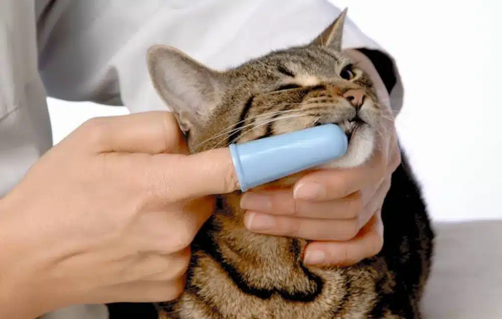 درمان عفونت دندان گربه