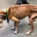 درمان لاغری سگ + غذاهای مفید برای افزایش وزن