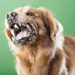 چگونه بفهمیم سگ هاری دارد + راه های پیشگیری از هاری